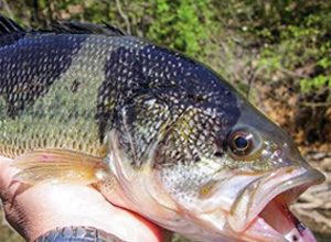 int-fishing-bass2