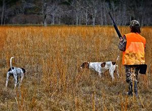 int-hunting-dogs